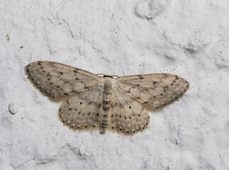Der Graue Zwergspanner (Idaea seriata), auch Graubestäubter Kleinspanner