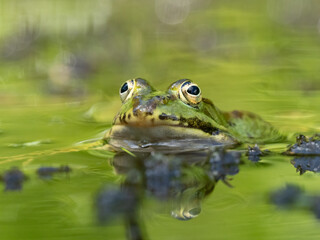 Fototapeta premium Barrenringelnatter (Natrix helvetica)