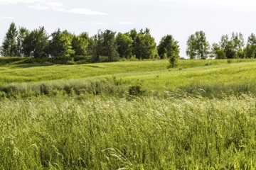 Fototapeta premium Green Meadow with Trees Under a Clear Sky