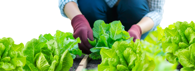 gardener harvesting fresh green lettuce in a vegetable garden