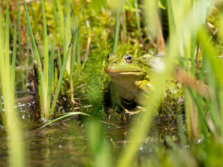 Barrenringelnatter (Natrix helvetica)