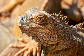 Obraz premium Honduras, Roatán, Roatán spiny-tailed Iguana (Ctenosaura oedirhina)
