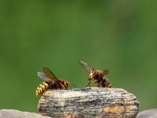 Hornisse (Vespa crabro)