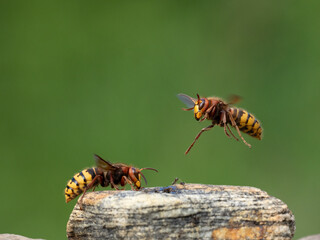 Hornisse (Vespa crabro)