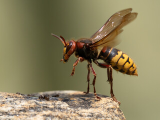 Barrenringelnatter (Natrix helvetica)