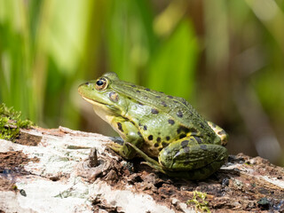 Barrenringelnatter (Natrix helvetica)