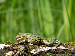 Barrenringelnatter (Natrix helvetica)