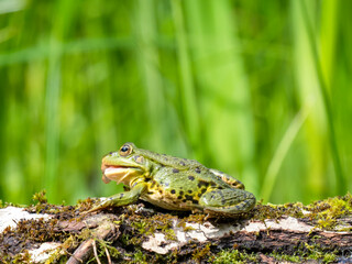 Barrenringelnatter (Natrix helvetica)