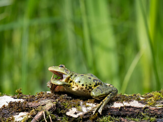 Barrenringelnatter (Natrix helvetica)