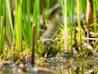 Barrenringelnatter (Natrix helvetica)