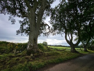 Dark Hedges, Irland, Baum, gespenstisch, natur, landschaft, Allee
