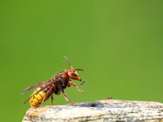Hornisse (Vespa crabro)