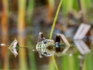Barrenringelnatter (Natrix helvetica)