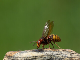 Hornisse (Vespa crabro)