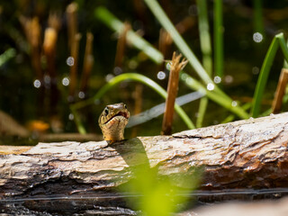 Barrenringelnatter (Natrix helvetica)