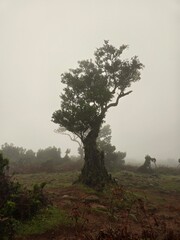 Gespensterwald, Nebelwald, Madeira, Posto Florestal Do Fanal, Nebel