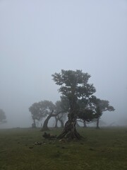 Gespensterwald, Nebelwald, Madeira, Posto Florestal Do Fanal, Nebel