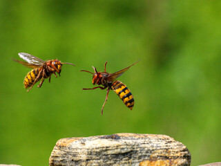 Hornisse (Vespa crabro)