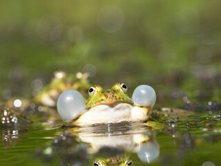 Grünfrosch  (Pelophylax „esculentus“) auch Wasserfropsch genannt
