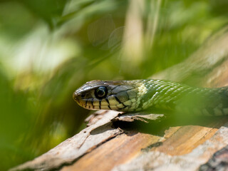 Barrenringelnatter (Natrix helvetica)