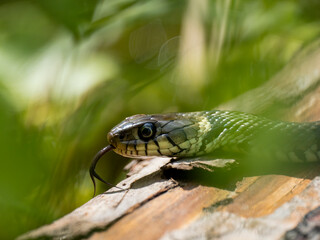 Barrenringelnatter (Natrix helvetica)