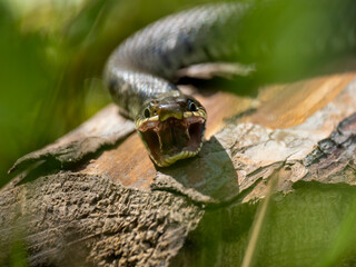 Barrenringelnatter (Natrix helvetica)