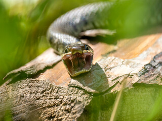 Barrenringelnatter (Natrix helvetica)