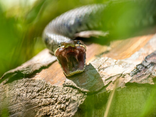 Barrenringelnatter (Natrix helvetica)