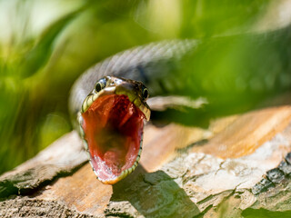Barrenringelnatter (Natrix helvetica)