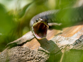 Barrenringelnatter (Natrix helvetica)