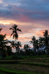 Palm-tree during sunset