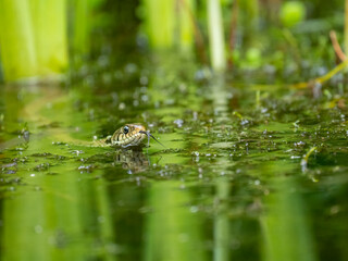Barrenringelnatter (Natrix helvetica)