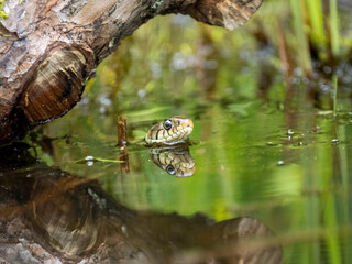 Barrenringelnatter (Natrix helvetica)