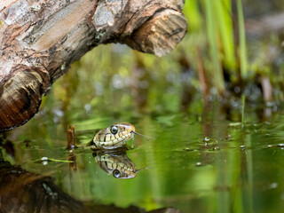 Barrenringelnatter (Natrix helvetica)