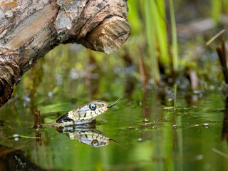 Barrenringelnatter (Natrix helvetica)