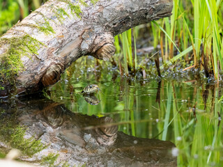 Barrenringelnatter (Natrix helvetica)