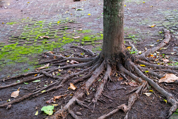 roots of a tree