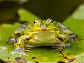 Grünfrosch  (Pelophylax „esculentus“) auch Wasserfropsch genannt