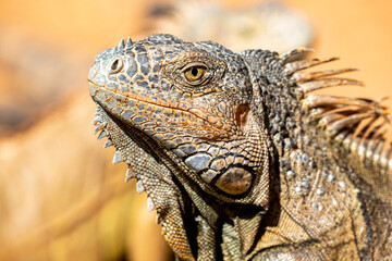Fototapeta premium Honduras, Roatán, Roatán spiny-tailed Iguana (Ctenosaura oedirhina)