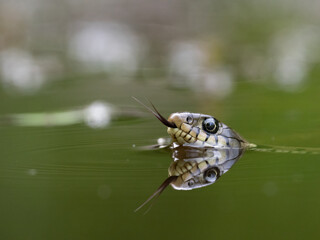 Barrenringelnatter (Natrix helvetica)