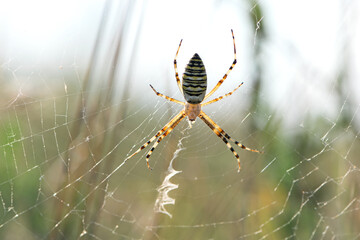 large wasp spider sits on a web on a green background. Argiope Bruennichi, or lat spider wasp....