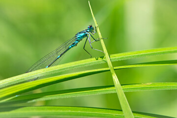 Coenagrionidae. blue dragonfly on a green leaf. A dragonfly with big eyes close-up sits on a green leaf of a river plant. natural blurred green background. macro of a insect. in nature