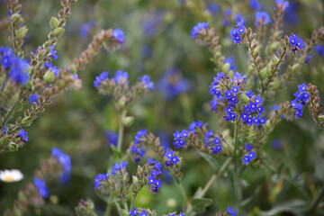 Obraz premium Anchusa officinalis and delicate flower of field. flower season. wildflowers. medicinal herbs. beauty of nature. close-up. blue wildflower