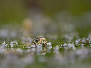 Barrenringelnatter (Natrix helvetica)