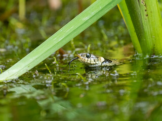 Barrenringelnatter (Natrix helvetica)