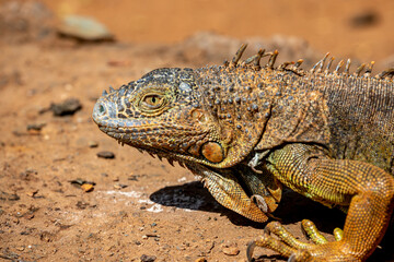 Fototapeta premium Honduras, Roatán, Roatán spiny-tailed Iguana (Ctenosaura oedirhina)