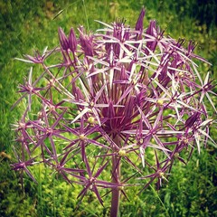 Decorative Flower in a garden in spring