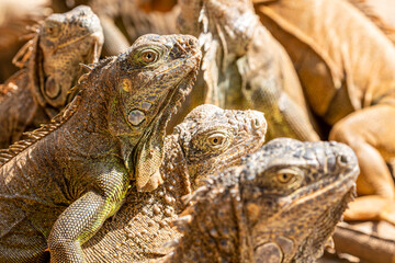 Obraz premium Honduras, Roatán, Roatán spiny-tailed Iguana (Ctenosaura oedirhina)