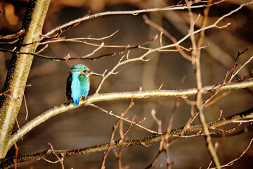 Kingfisher