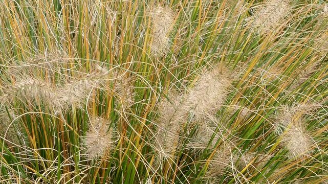 Afrikanisches Lampenputzergras (Cenchrus setaceus) im Herbst, Bayern, Deutschland, Europa